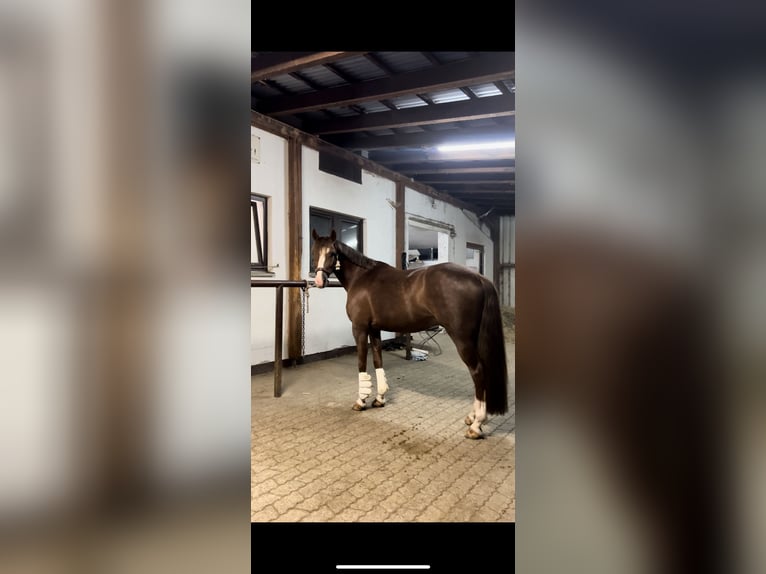 Duitse rijpony Ruin 10 Jaar 147 cm Donkere-vos in Geretsried