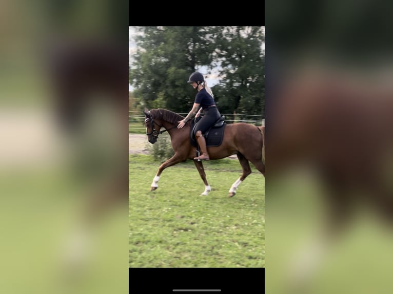 Duitse rijpony Ruin 10 Jaar 147 cm Donkere-vos in Geretsried