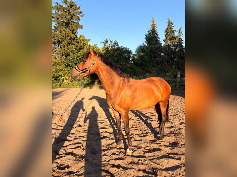 Duitse rijpony Mix Ruin 10 Jaar 148 cm Bruin in Groß Quenstedt