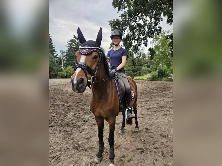 Duitse rijpony Mix Ruin 10 Jaar 148 cm Bruin in Groß Quenstedt
