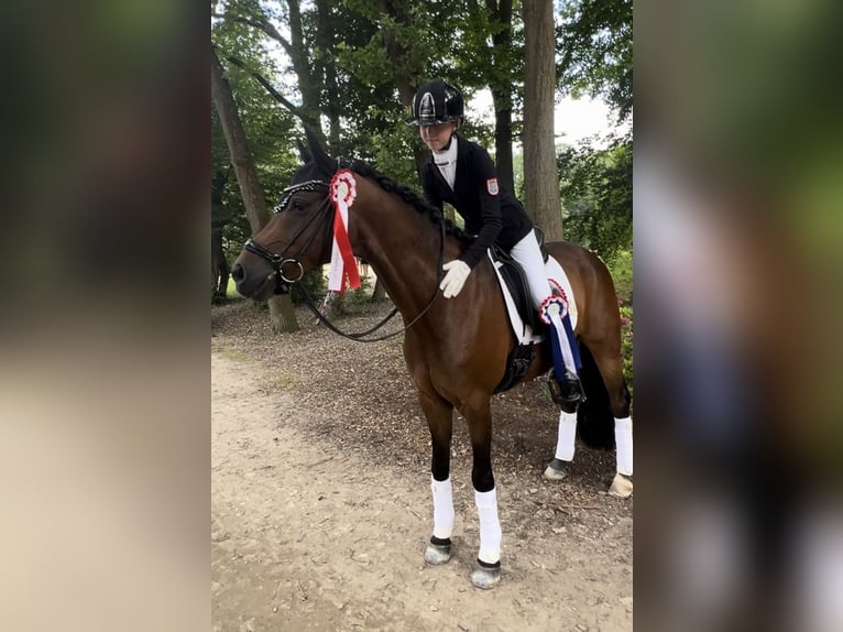 Duitse rijpony Ruin 10 Jaar 148 cm Bruin in Friedberg