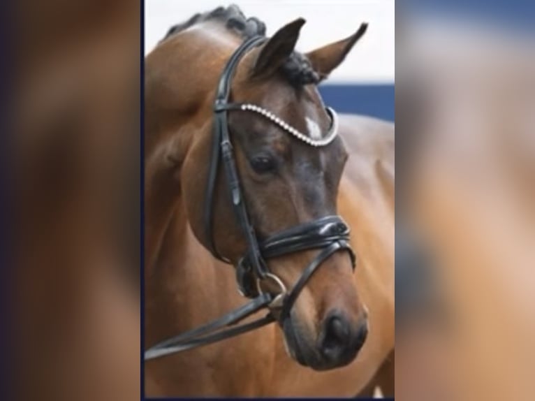 Duitse rijpony Ruin 10 Jaar 148 cm Bruin in Friedberg