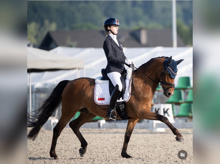 Duitse rijpony Ruin 10 Jaar 148 cm Bruin in Karlsruhe