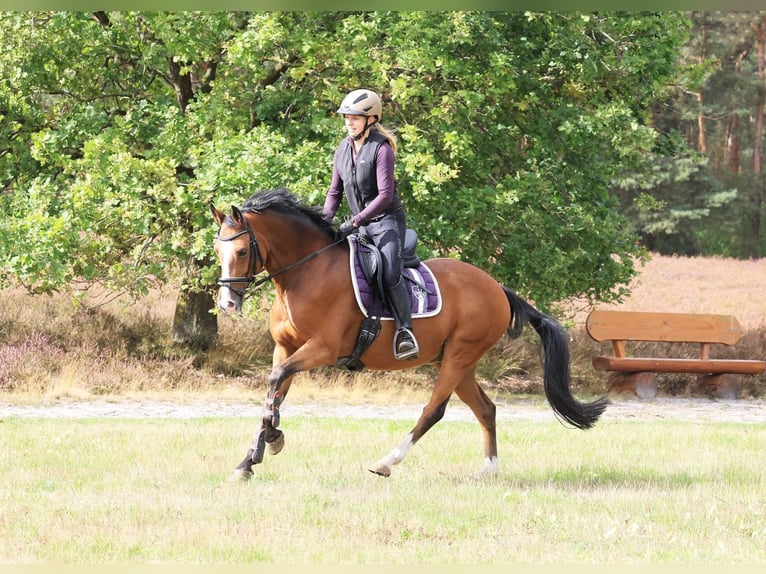 Duitse rijpony Ruin 10 Jaar 148 cm Bruin in Stuhr