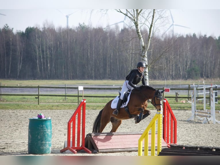 Duitse rijpony Ruin 10 Jaar 148 cm Bruin in Stuhr