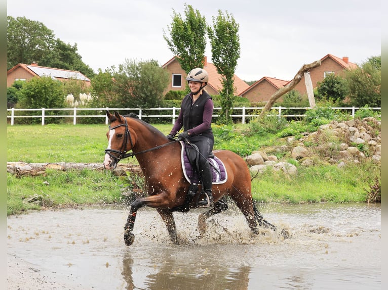 Duitse rijpony Ruin 10 Jaar 148 cm Bruin in Stuhr