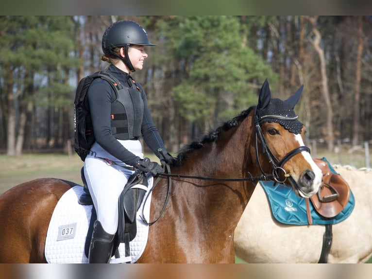 Duitse rijpony Ruin 10 Jaar 148 cm Bruin in Stuhr