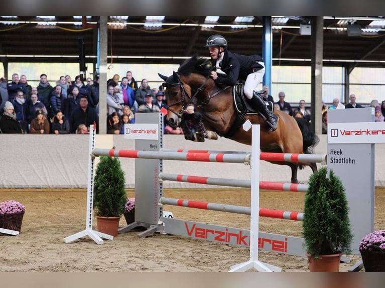 Duitse rijpony Ruin 10 Jaar 148 cm Bruin in Bruchhausen-Vilsen