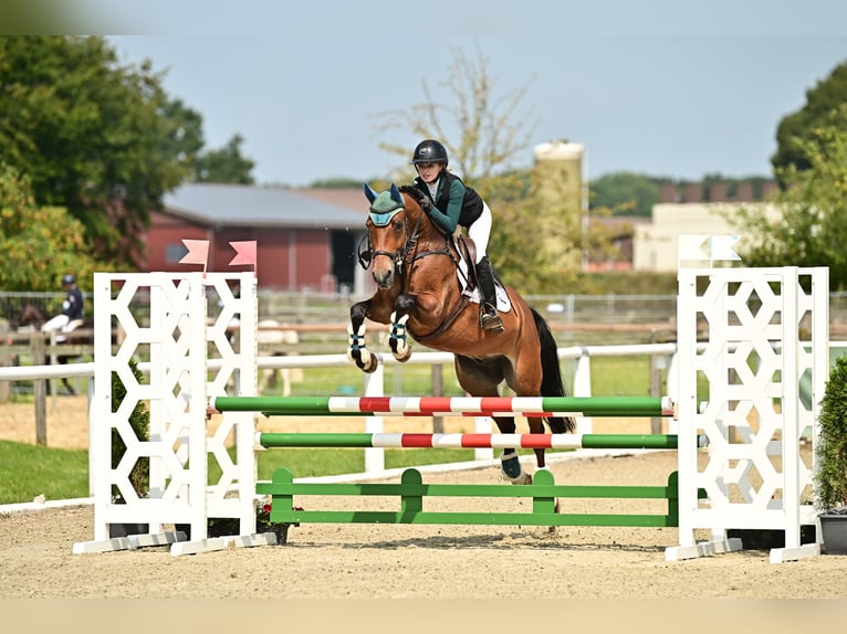 Duitse rijpony Ruin 10 Jaar 148 cm Bruin in Bruchhausen-Vilsen