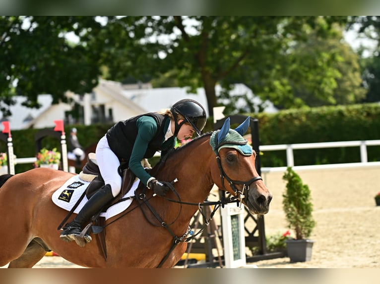 Duitse rijpony Ruin 10 Jaar 148 cm Bruin in Bruchhausen-Vilsen