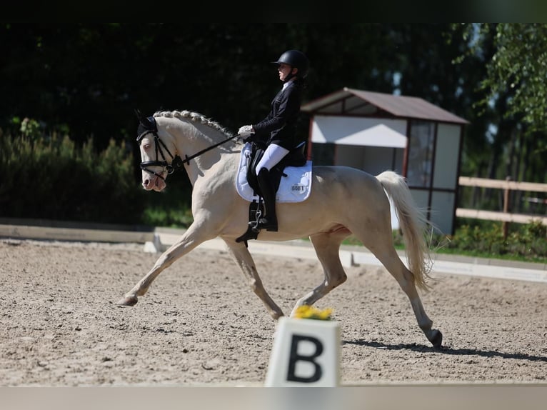 Duitse rijpony Ruin 10 Jaar 148 cm Cremello in Neustadt (Dosse)