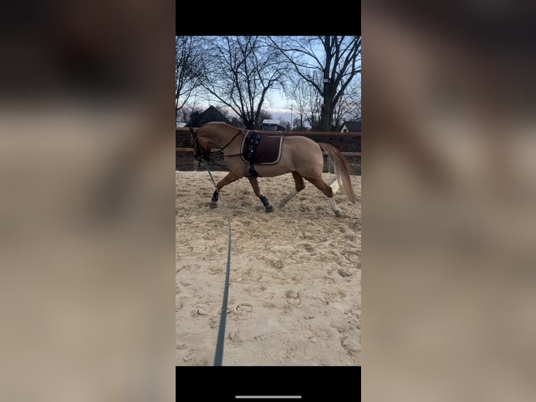 Duitse rijpony Ruin 10 Jaar 148 cm Falbe in Achim