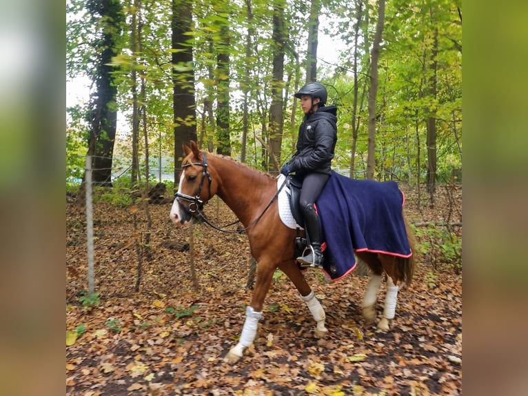 Duitse rijpony Ruin 10 Jaar 148 cm Falbe in Köln