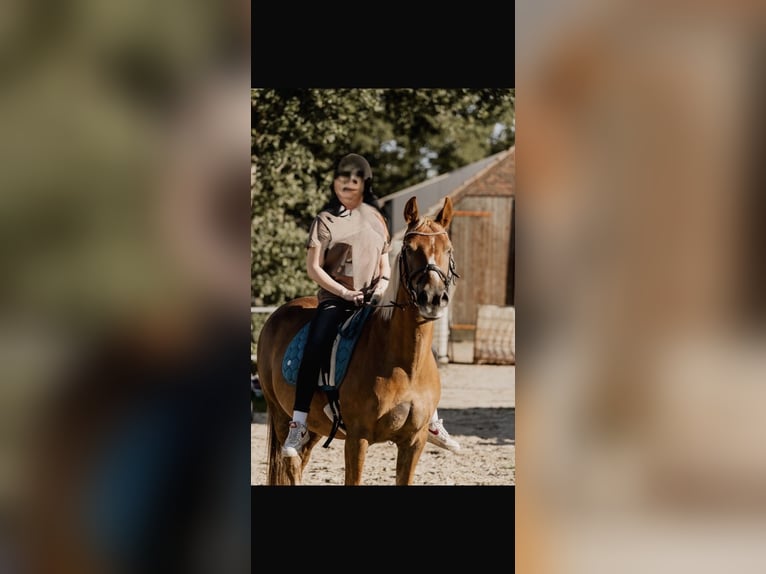 Duitse rijpony Ruin 10 Jaar 148 cm Falbe in Apen