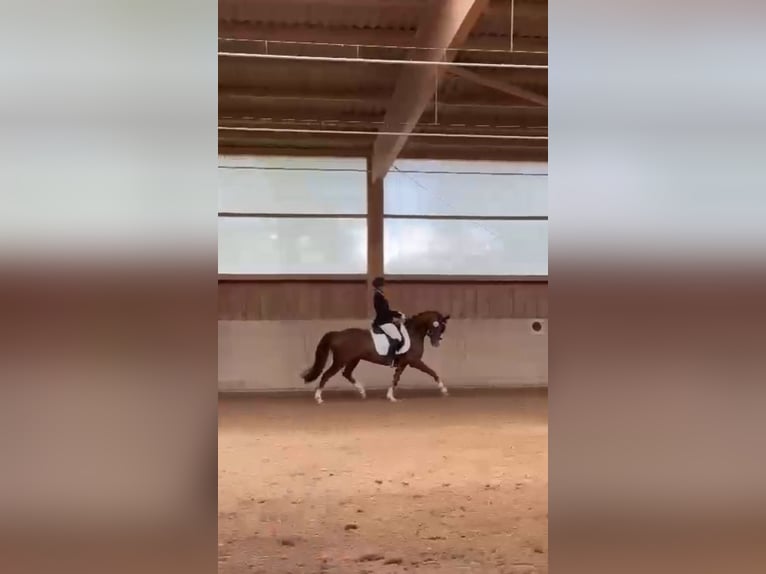 Duitse rijpony Ruin 10 Jaar 148 cm Vos in Dachau