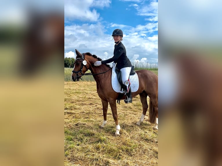 Duitse rijpony Ruin 10 Jaar 148 cm Vos in Dachau