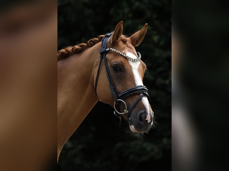 Duitse rijpony Ruin 10 Jaar 148 cm Vos in Altenstadt