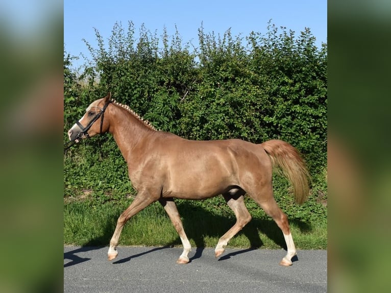 Duitse rijpony Ruin 10 Jaar 148 cm Vos in Brahmenau