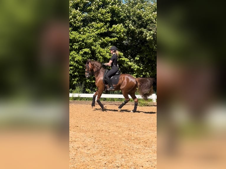 Duitse rijpony Ruin 10 Jaar 148 cm Vos in Dachau
