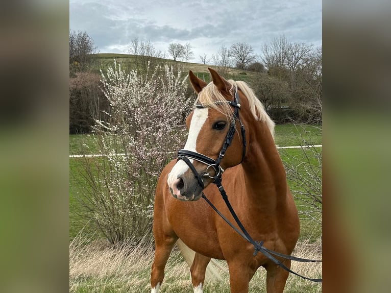 Duitse rijpony Ruin 10 Jaar 148 cm Vos in Weilheim an der Teck