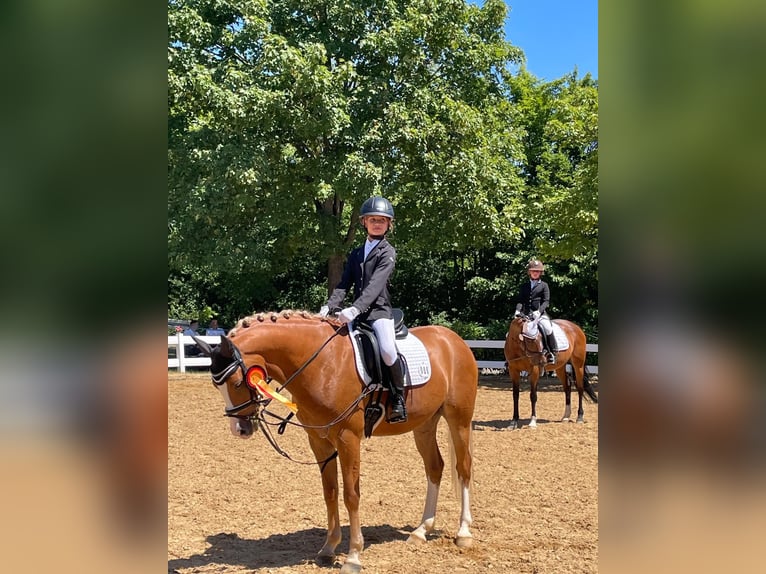Duitse rijpony Ruin 10 Jaar 148 cm Vos in Weilheim an der Teck