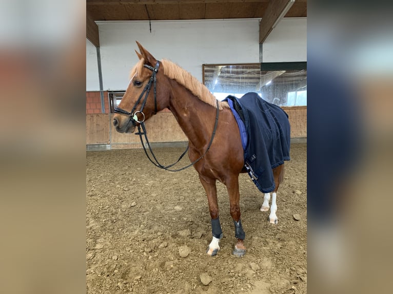 Duitse rijpony Ruin 10 Jaar 148 cm Vos in Pulheim