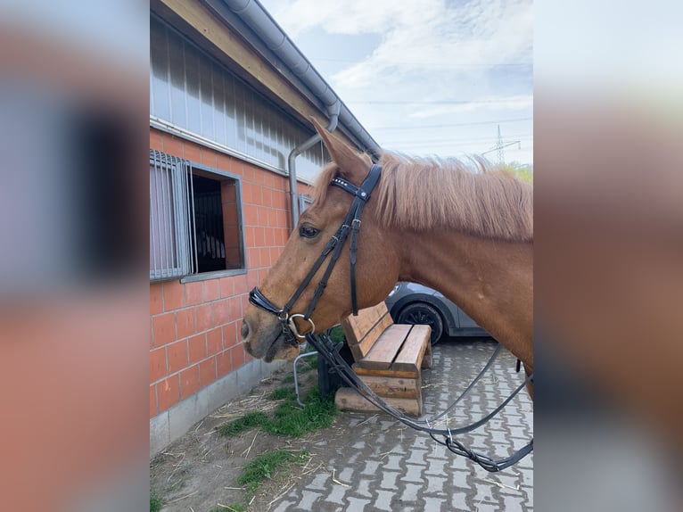Duitse rijpony Ruin 10 Jaar 148 cm Vos in Pulheim