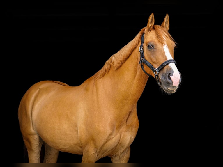 Duitse rijpony Ruin 10 Jaar 148 cm Vos in Oberursel