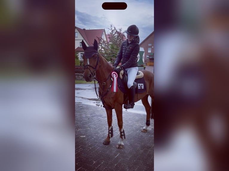 Duitse rijpony Ruin 10 Jaar 148 cm Vos in Borstel