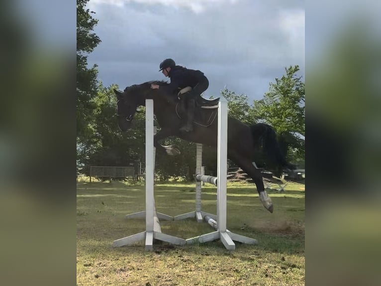 Duitse rijpony Ruin 10 Jaar 148 cm Zwart in Badbergen