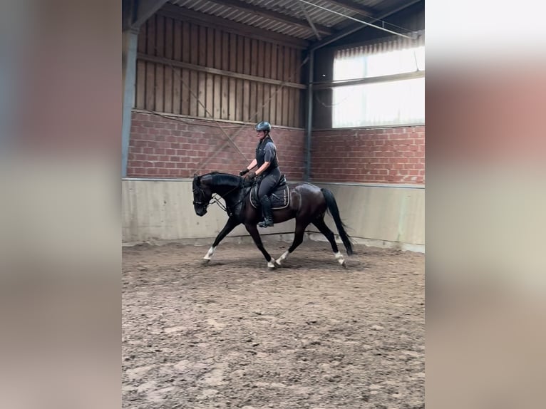 Duitse rijpony Ruin 10 Jaar 148 cm Zwart in Badbergen