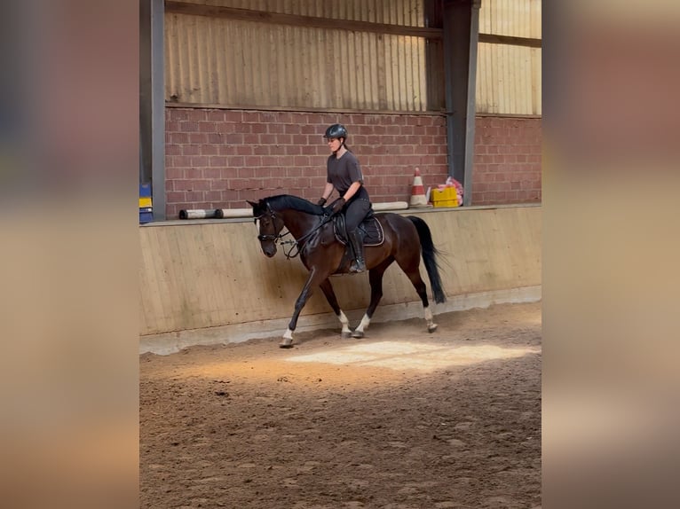 Duitse rijpony Ruin 10 Jaar 148 cm Zwart in Badbergen