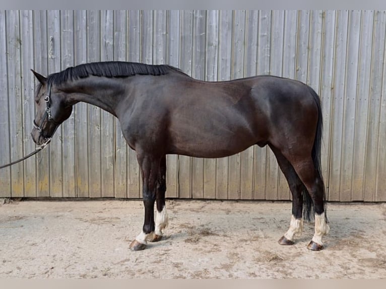Duitse rijpony Ruin 10 Jaar 148 cm Zwart in Badbergen