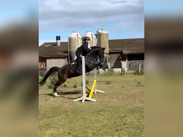 Duitse rijpony Ruin 10 Jaar 148 cm Zwart in Badbergen