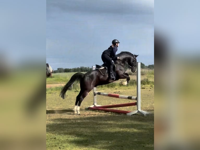 Duitse rijpony Ruin 10 Jaar 148 cm Zwart in Badbergen