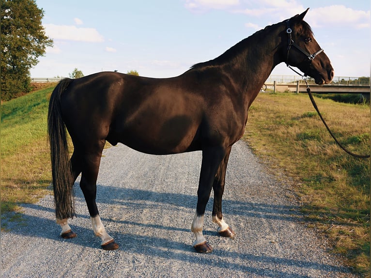 Duitse rijpony Ruin 10 Jaar 148 cm Zwart in Badbergen