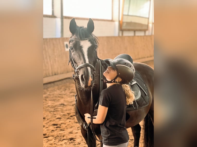 Duitse rijpony Ruin 10 Jaar 148 cm Zwart in Isernhagen