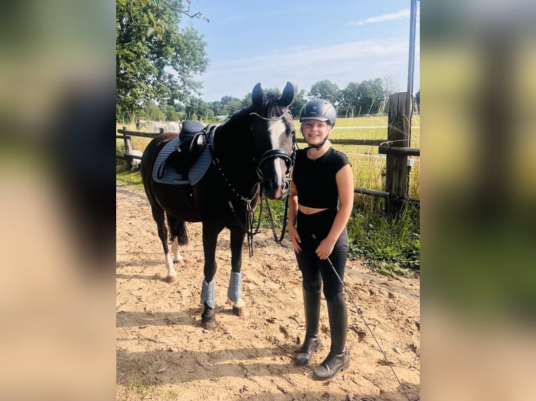 Duitse rijpony Ruin 10 Jaar 148 cm Zwart in Isernhagen