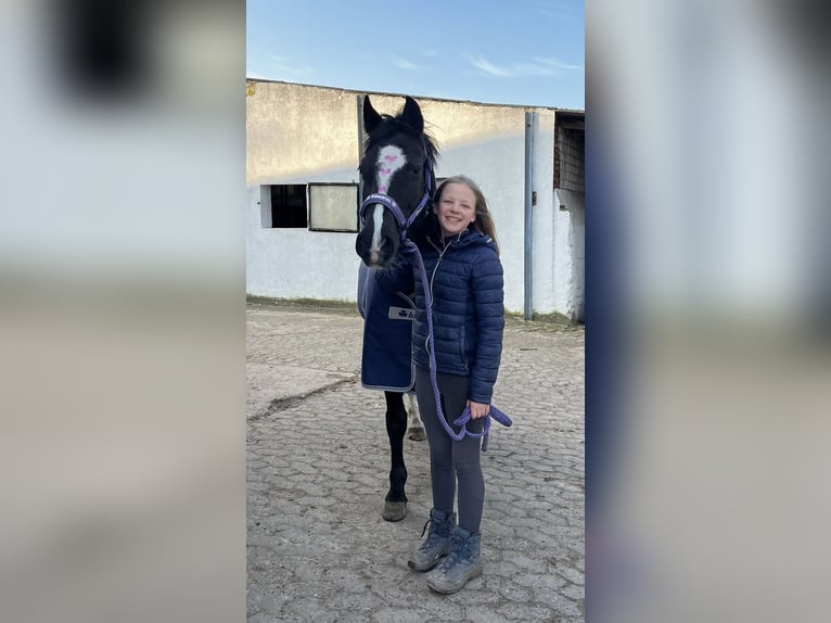 Duitse rijpony Ruin 10 Jaar 148 cm Zwart in Isernhagen