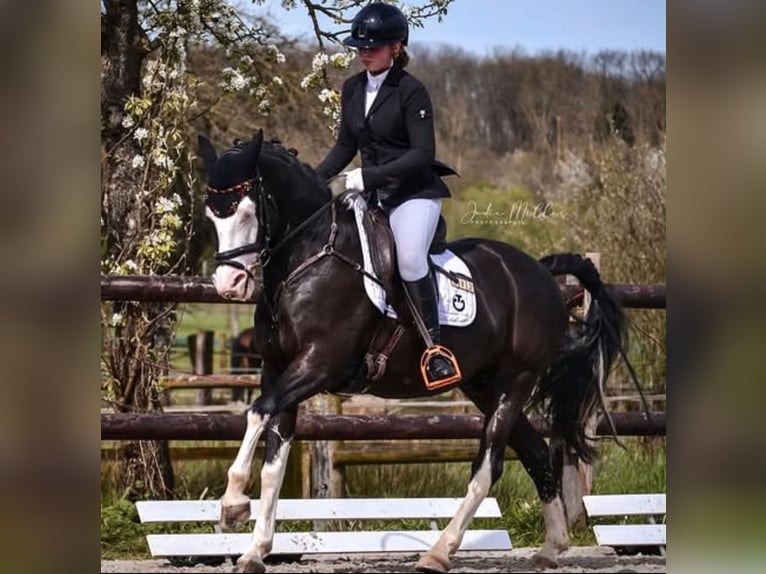 Duitse rijpony Ruin 10 Jaar 149 cm Zwartbruin in Bad Homburg vor der Höhe