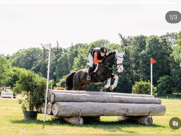 Duitse rijpony Ruin 10 Jaar 149 cm Zwartbruin in Bad Homburg vor der Höhe