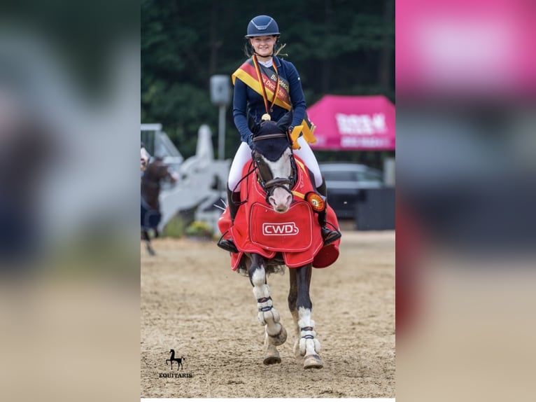 Duitse rijpony Ruin 10 Jaar 149 cm Zwartbruin in Bad Homburg vor der Höhe