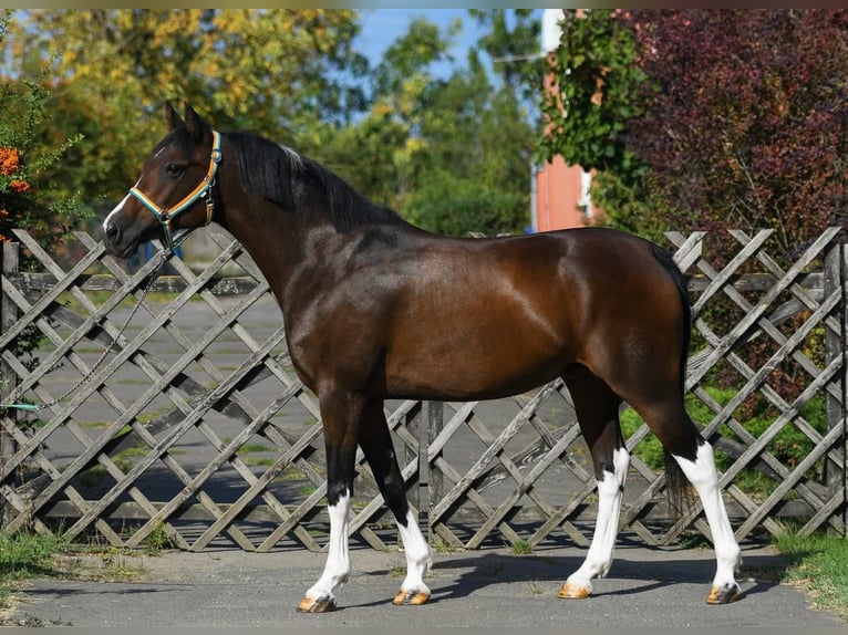 Duitse rijpony Ruin 10 Jaar 150 cm Bruin in Grieselstein