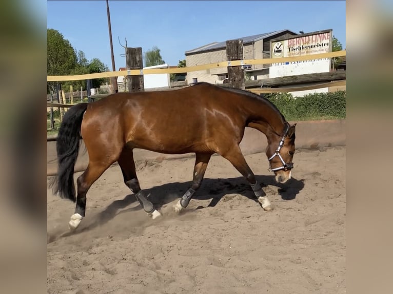 Duitse rijpony Ruin 10 Jaar 151 cm Bruin in Gommern