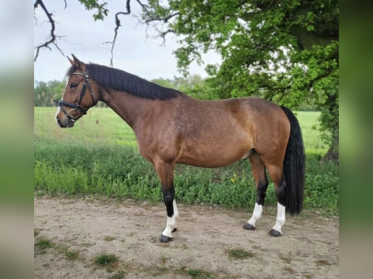 Duitse rijpony Ruin 10 Jaar 151 cm Bruin in Gommern