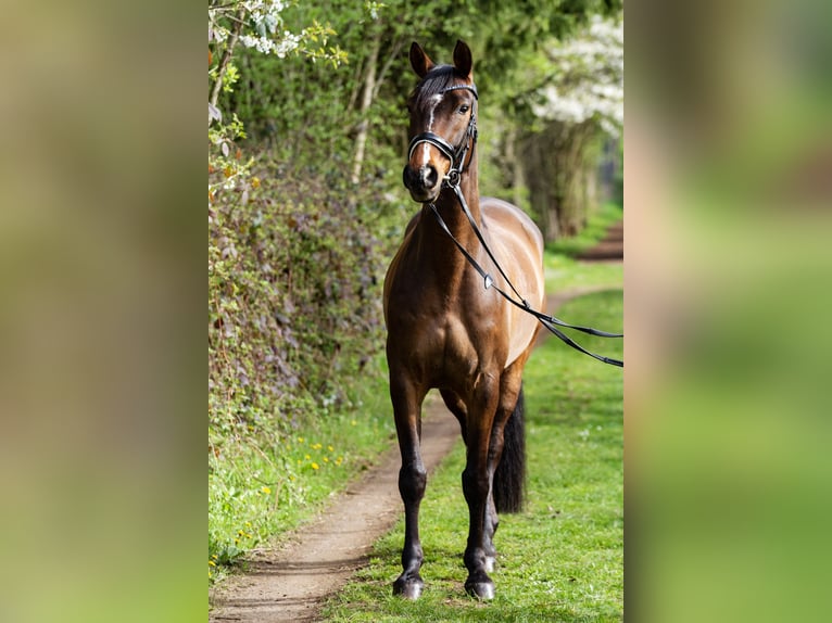 Duitse rijpony Ruin 10 Jaar 152 cm Bruin in Neuwied