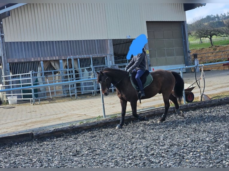 Duitse rijpony Mix Ruin 10 Jaar 153 cm Bruin in Engen