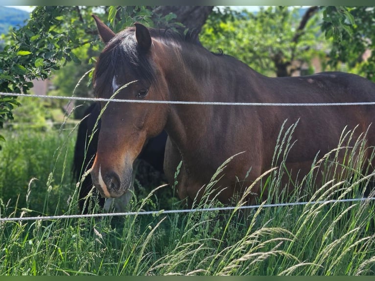 Duitse rijpony Mix Ruin 10 Jaar 153 cm Bruin in Engen