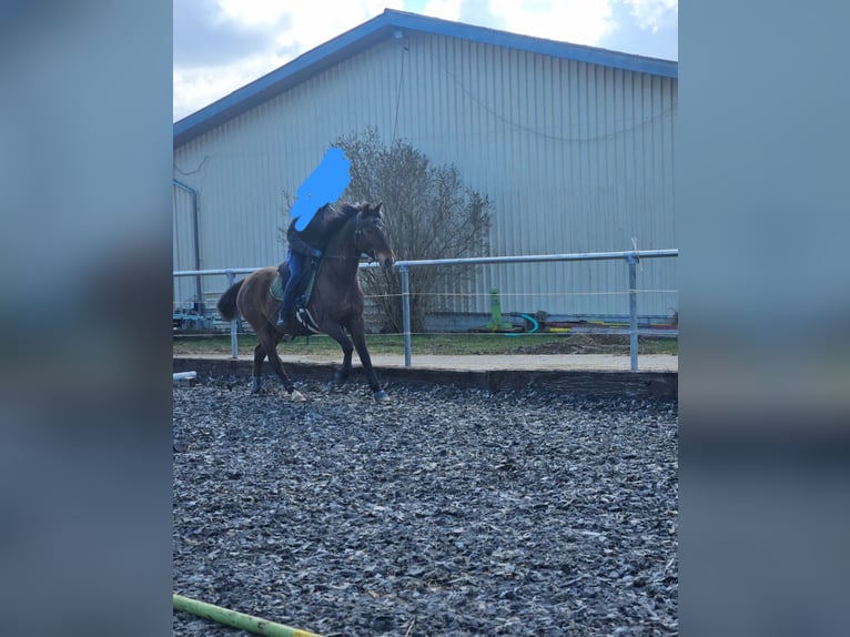 Duitse rijpony Mix Ruin 10 Jaar 153 cm Bruin in Engen