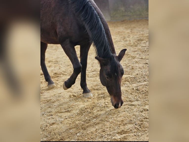 Duitse rijpony Mix Ruin 10 Jaar 153 cm Bruin in Engen